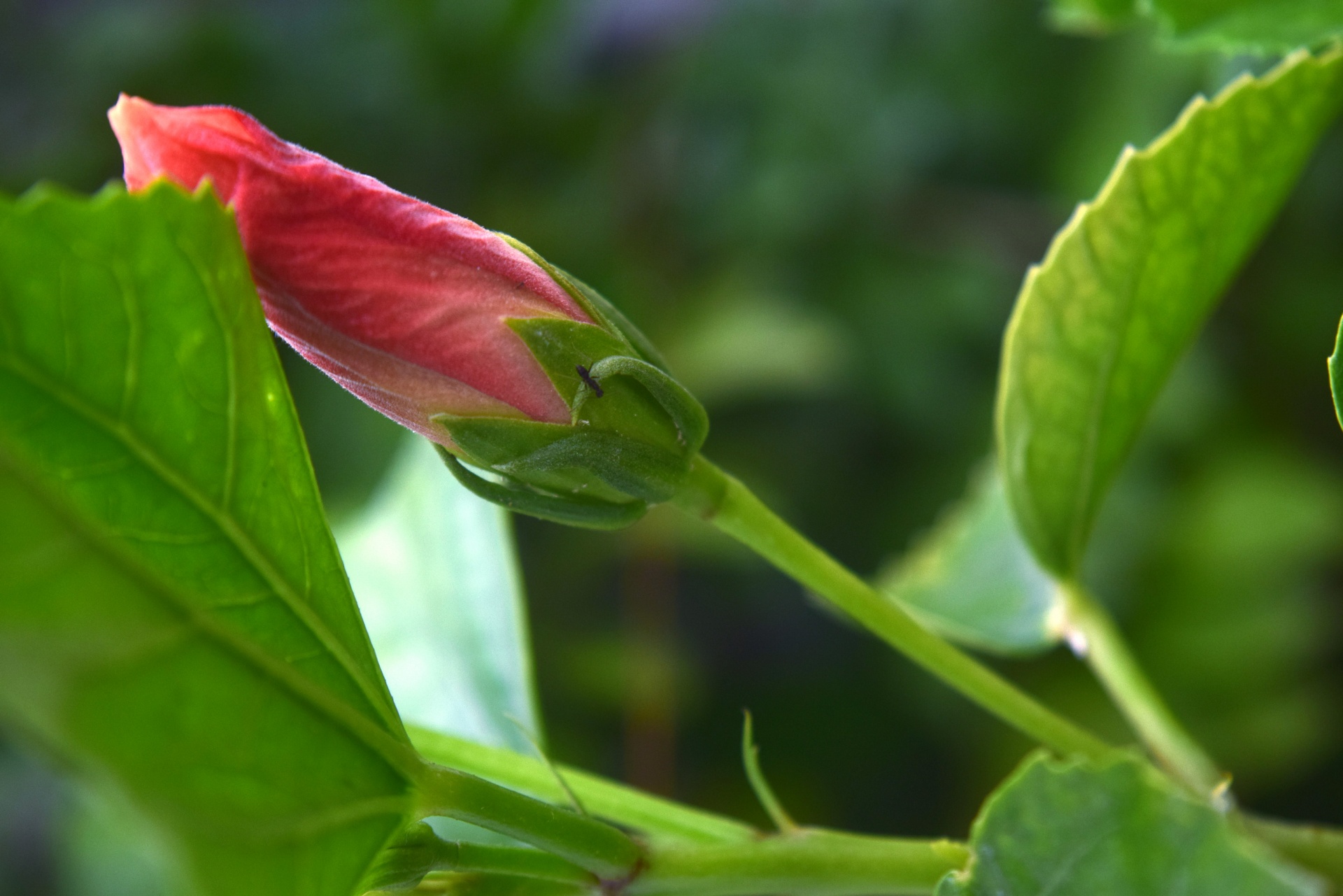 hibiscus flower buds free photo