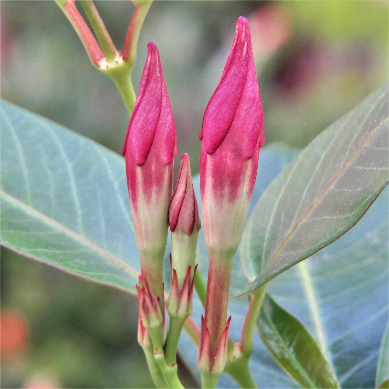 flower buds red green free photo