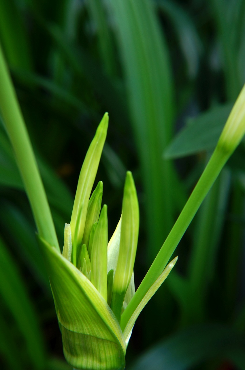 flower buds natural green free photo