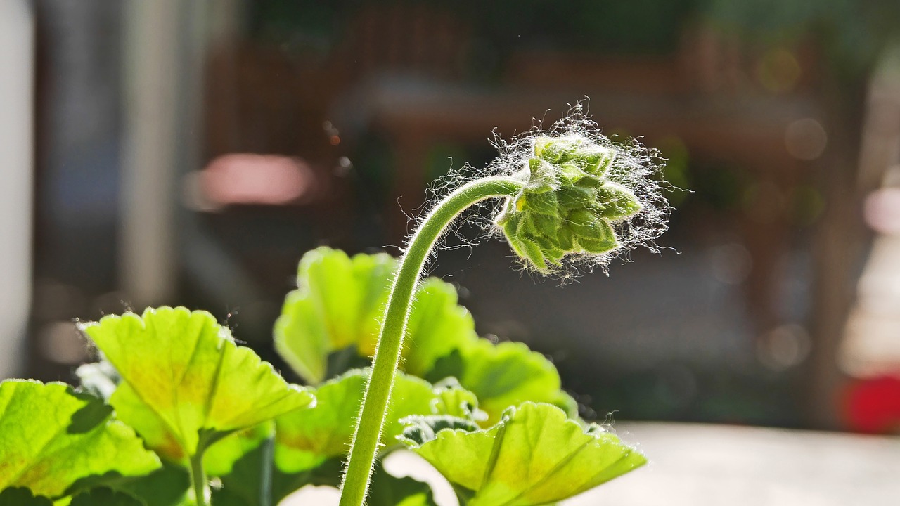 flower buds geranium in the morning free photo