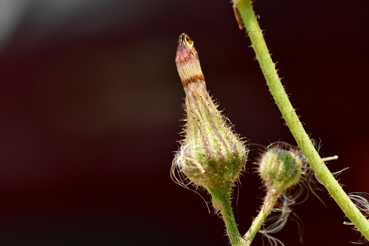 flower buds  burgeon  flourish free photo