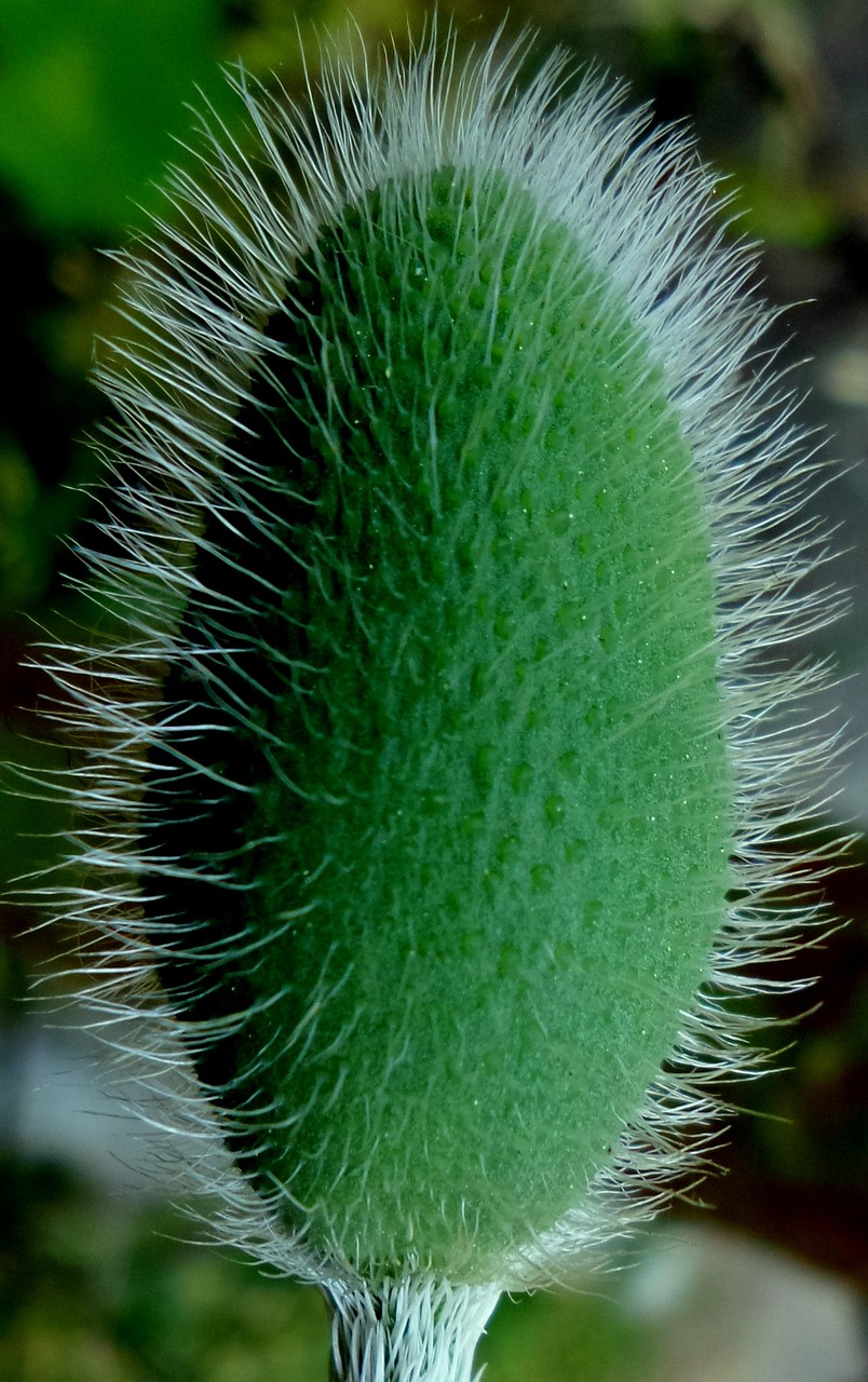 flower buds green poppy free photo