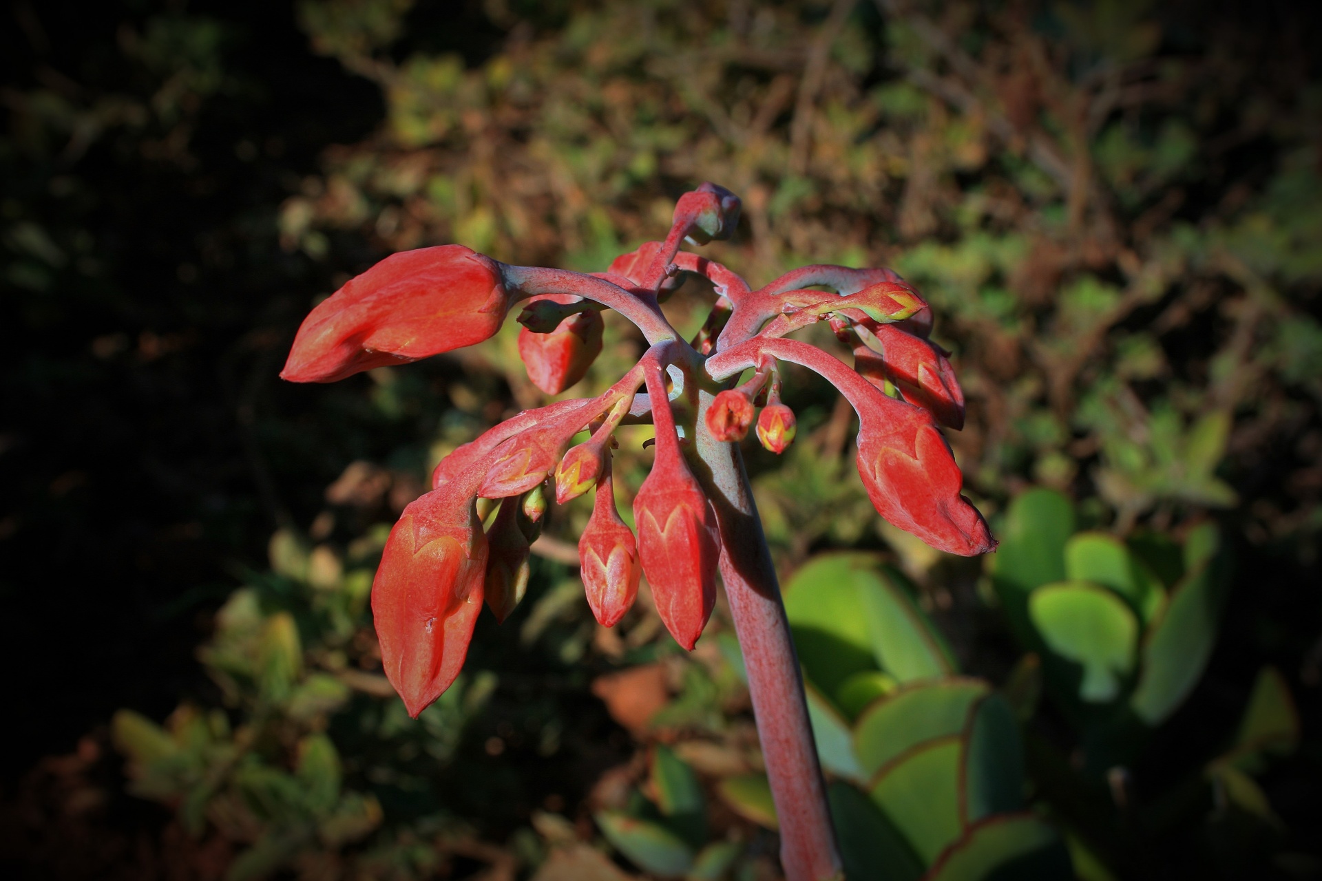 cotolydon plakkie pig's ear free photo