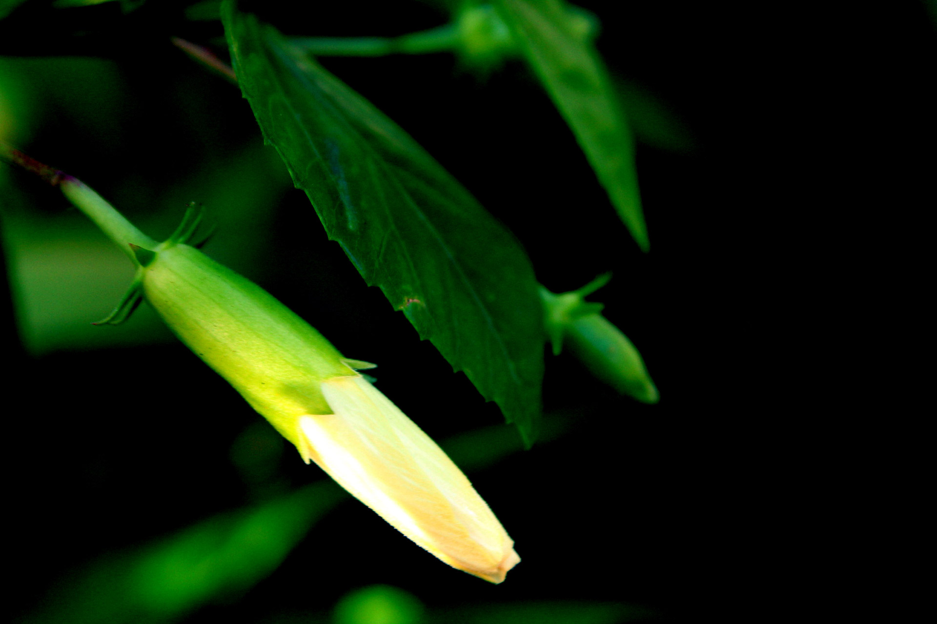 gumamela background flower free photo
