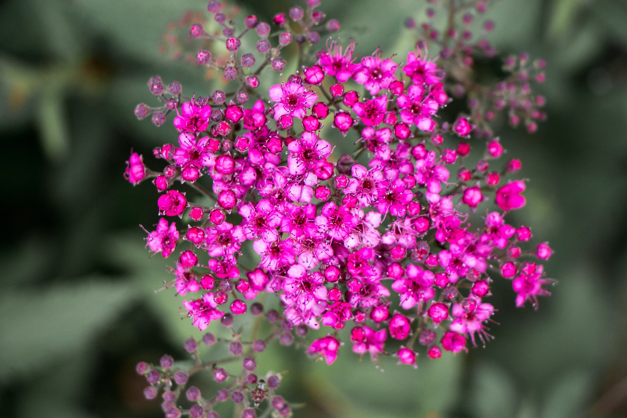 flower bunch tiny bloom free photo