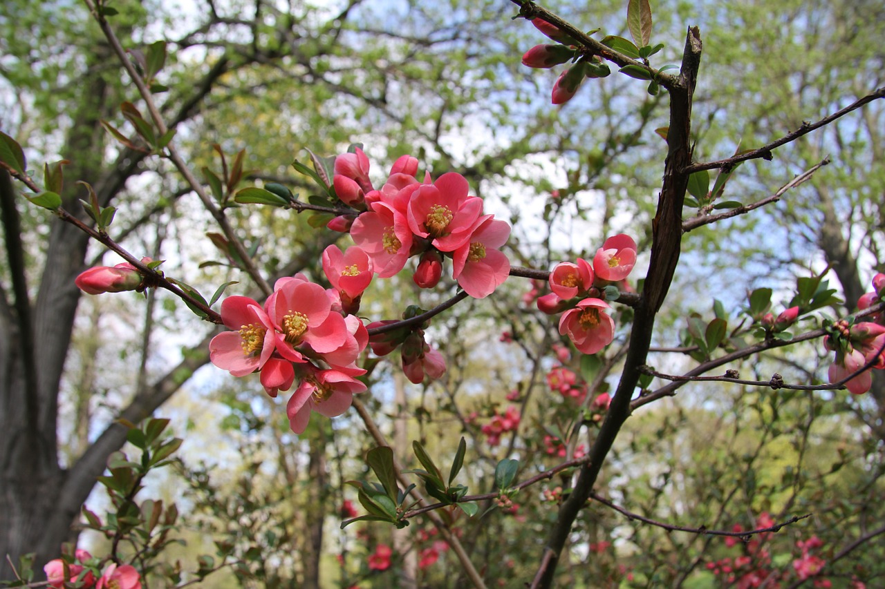 flower bush greens red free photo