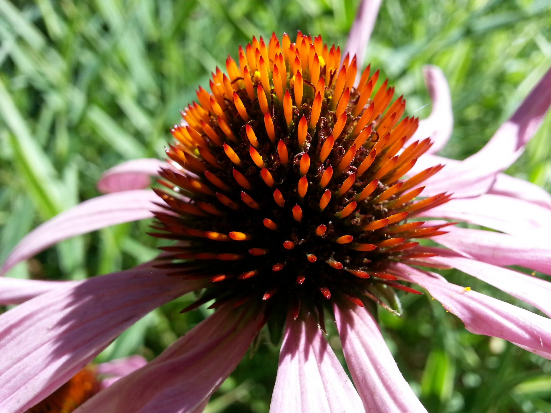 flowers flower garden free photo