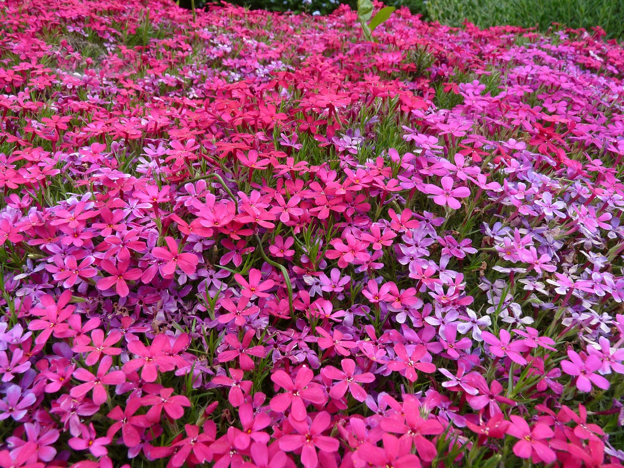 flower carpet pink carpet of flowers free photo