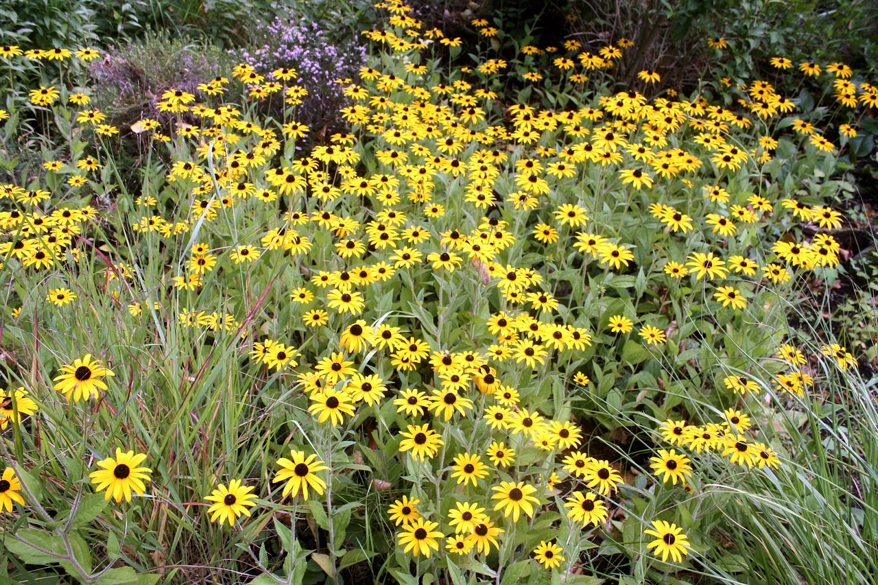 flower carpet  walk in the park  sunflower free photo