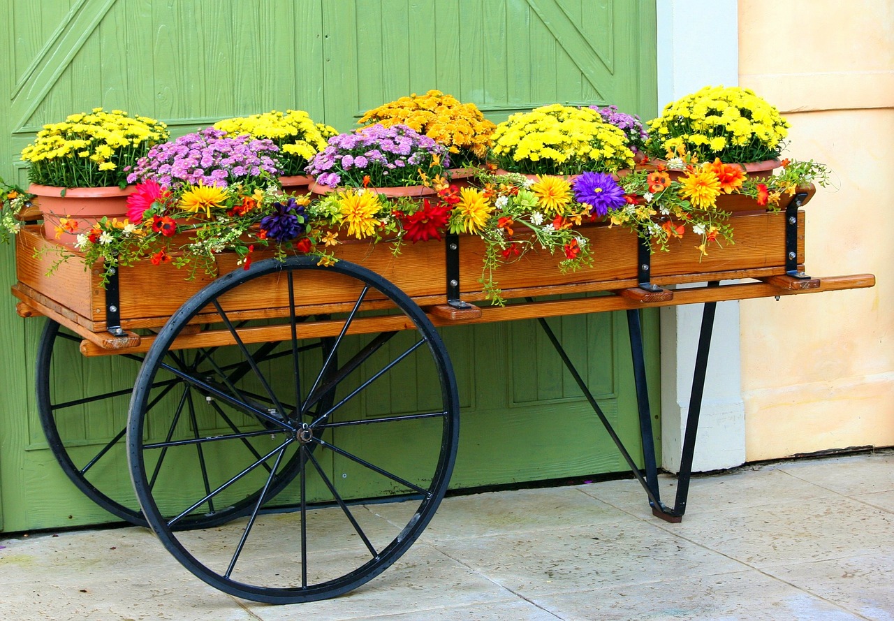 flower cart wagon mums free photo