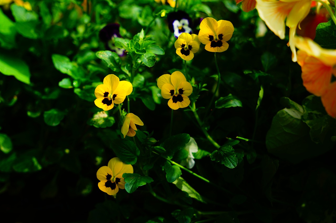 flower cat face  adonis  pansy free photo
