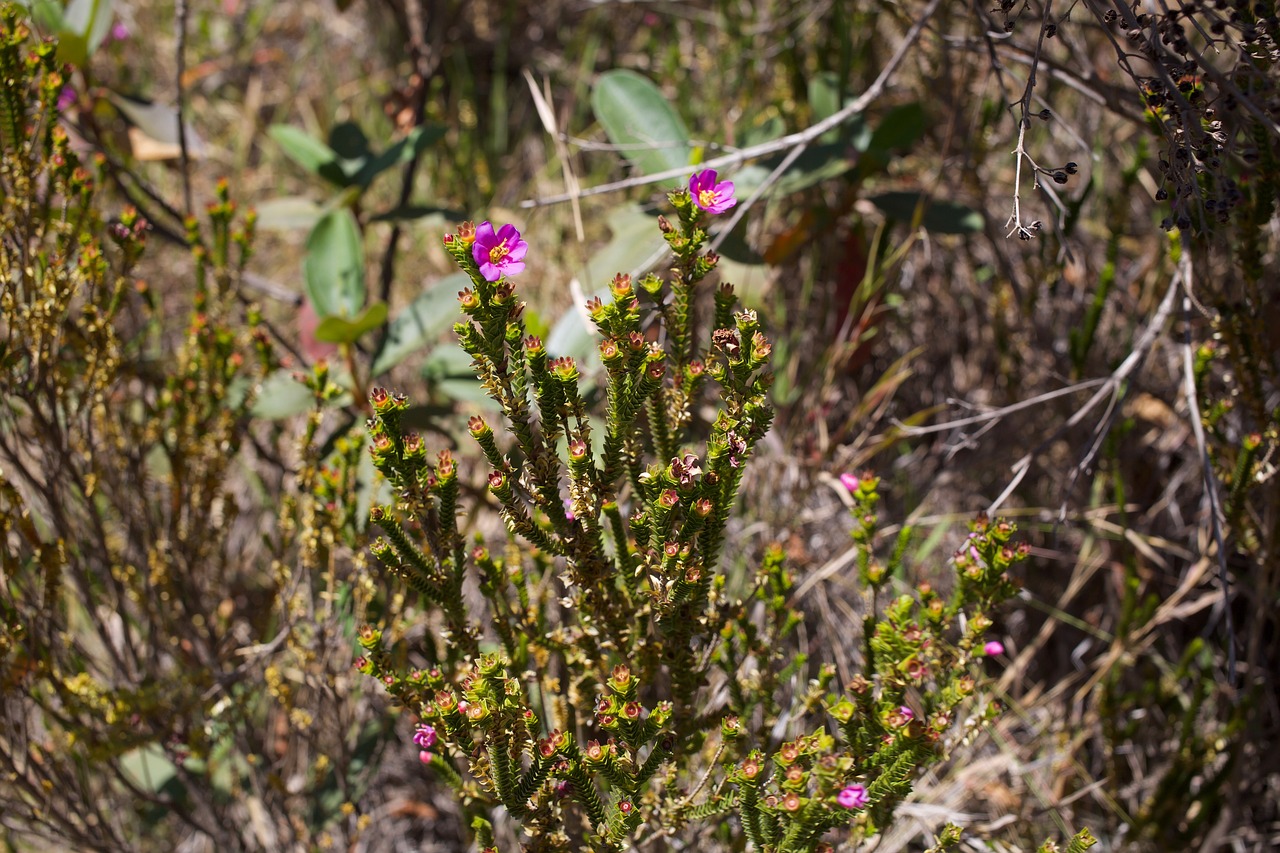 flower cerrado pink flower cerrado free photo