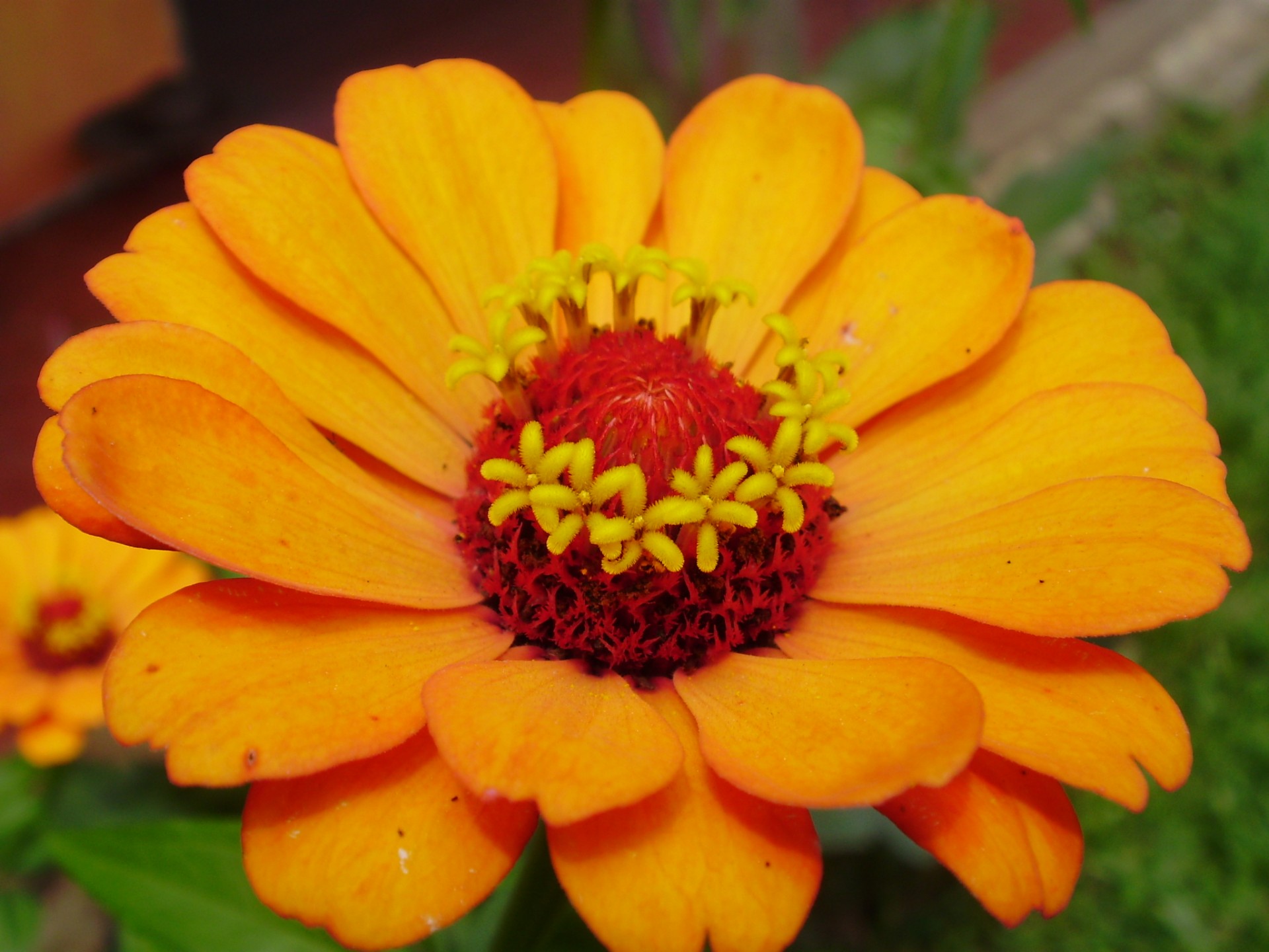 flower close-up bright free photo