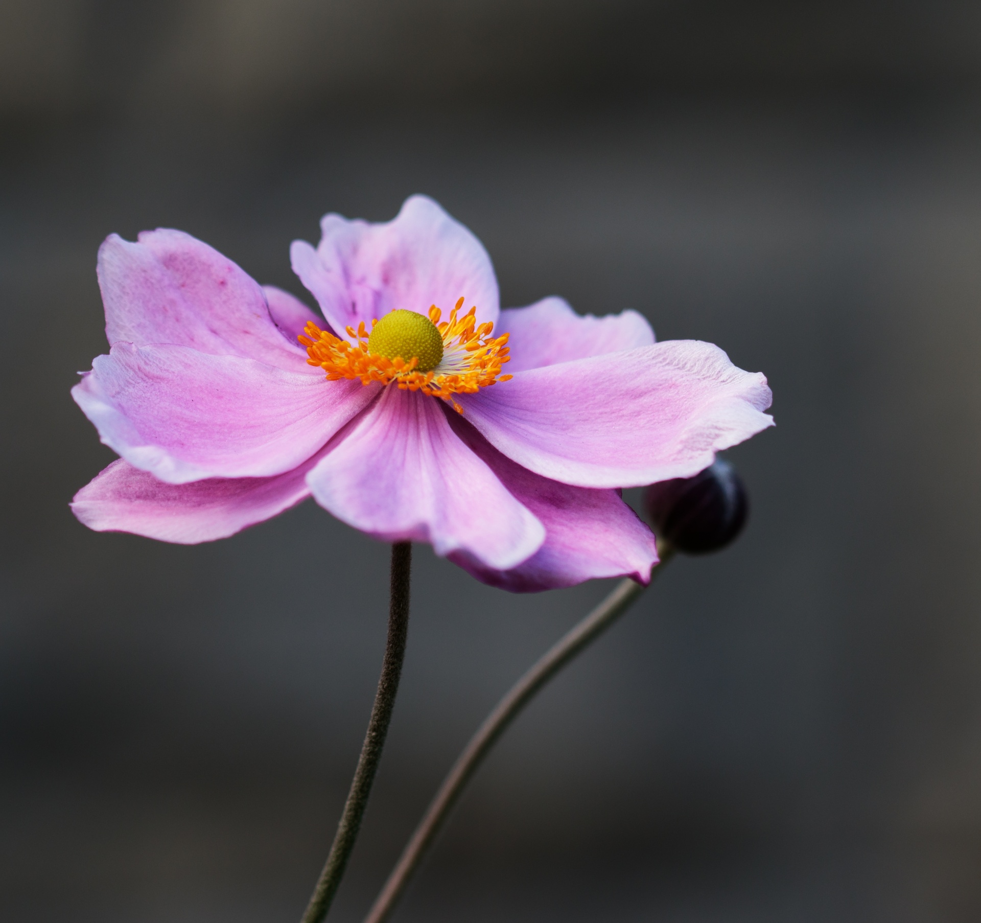 flower purple pink free photo