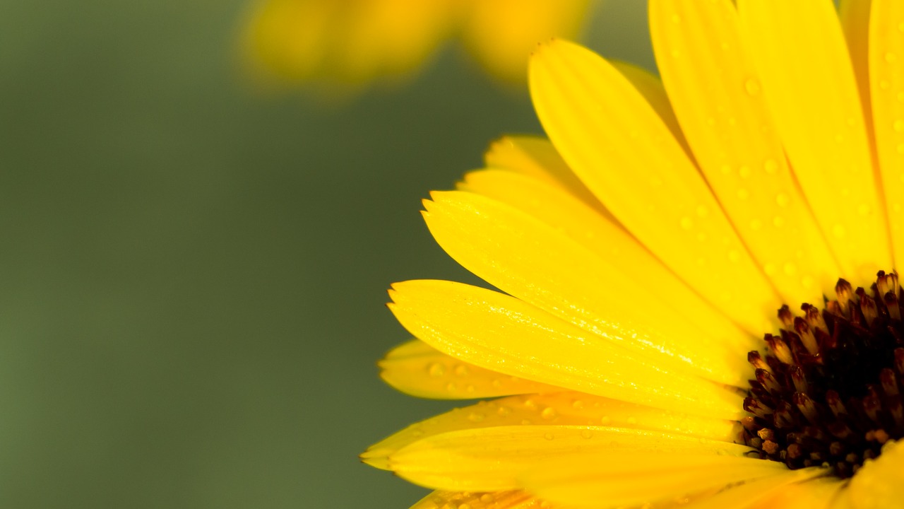 flower closeup calendula yellow flower free photo