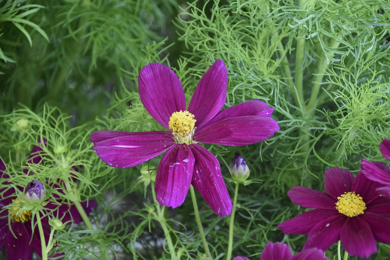 flower cosmos  flower parma  stamens free photo