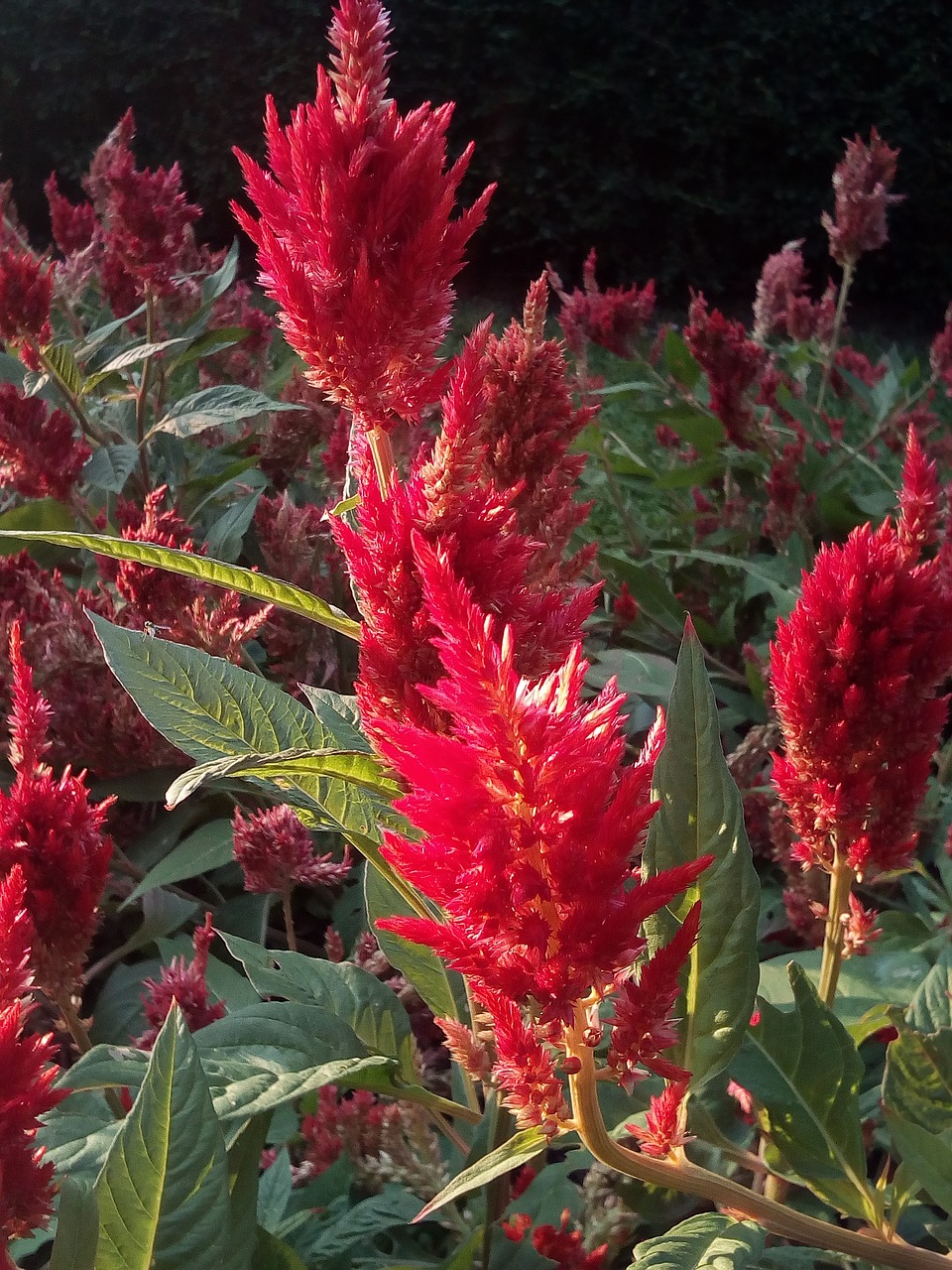 flower crest chicken red flowers flowers free photo