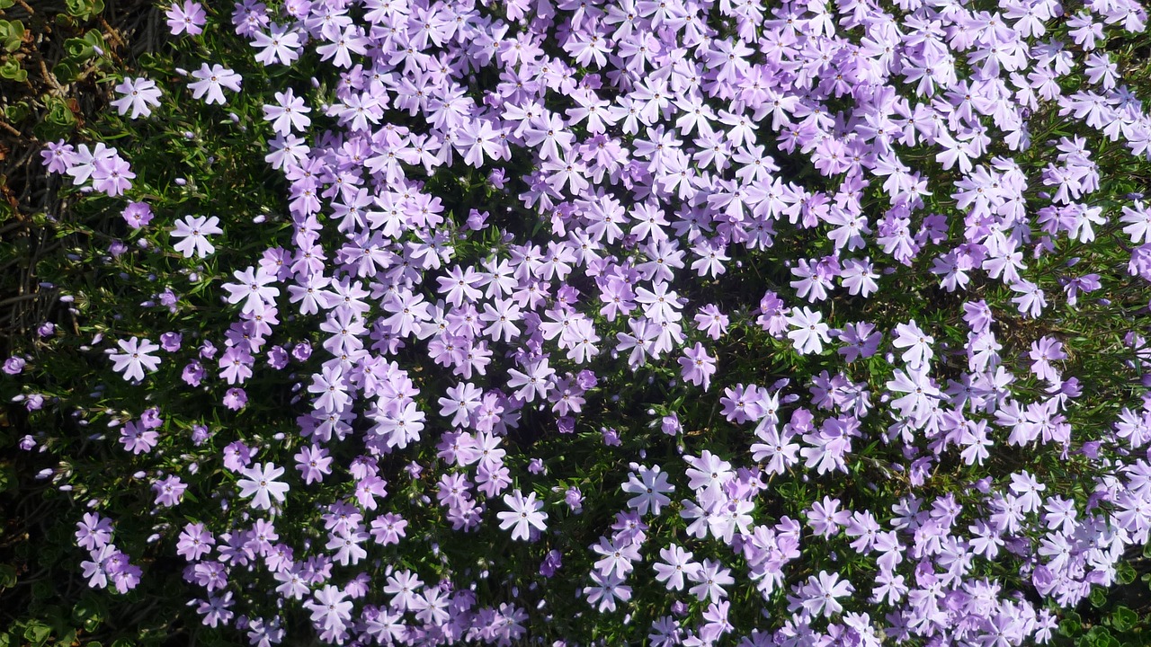 flower cushion  rock plants  light blue free photo
