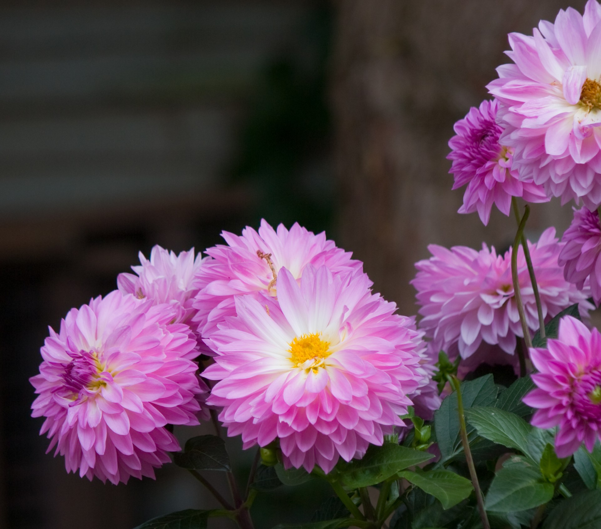 flower flowers dahlia free photo