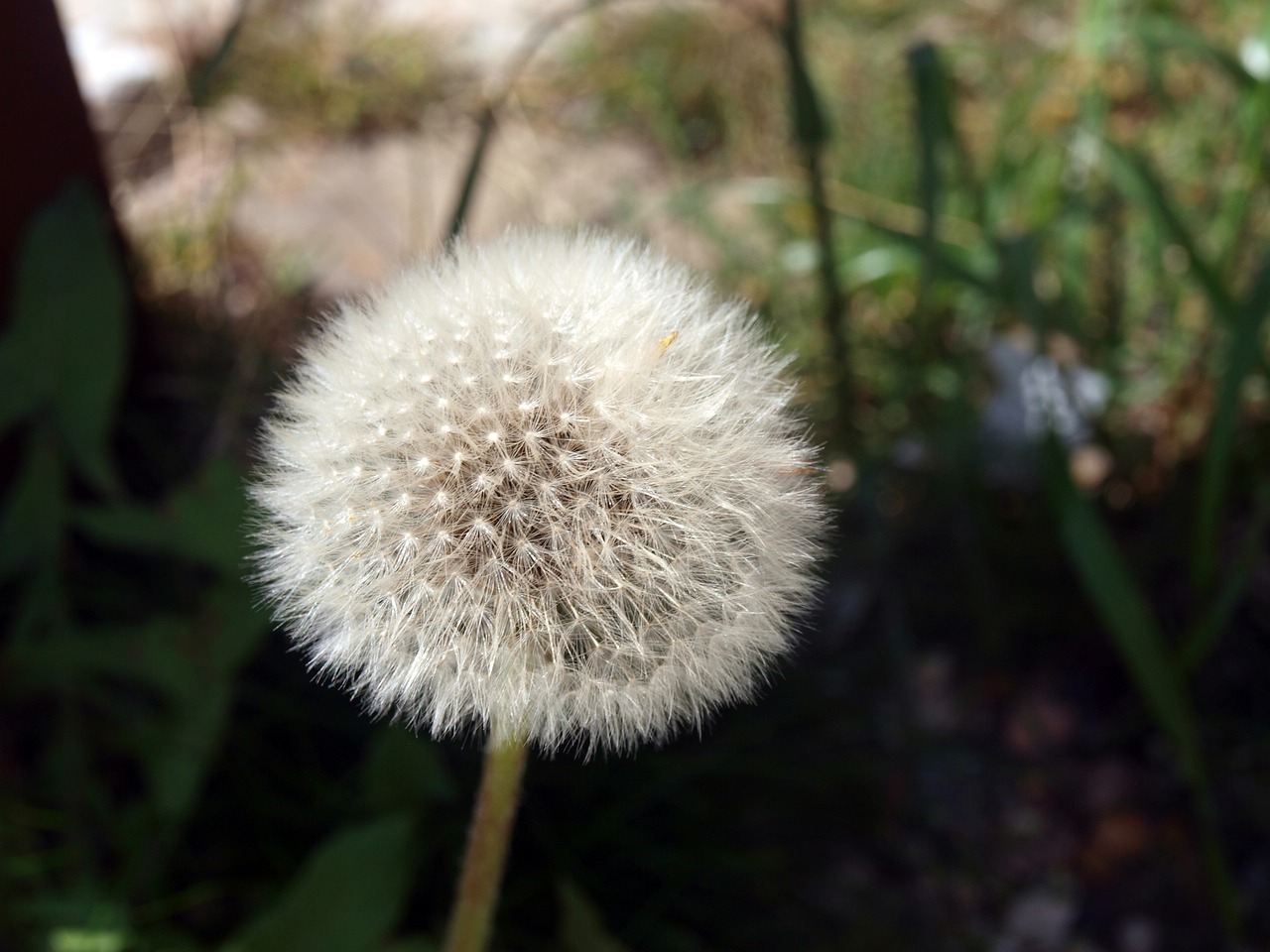 flower dandelion  ipselas  seeds free photo