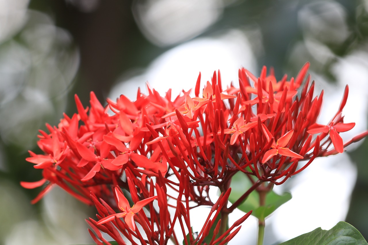 flower diamond needle flower pin flower diamond free photo