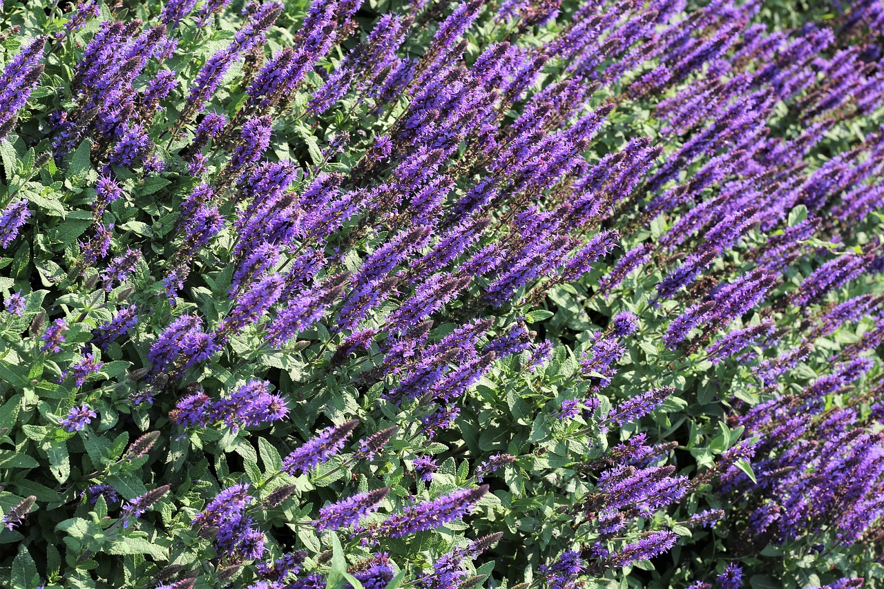 flower exhibition  colorful  blue free photo