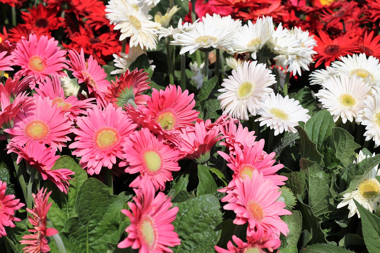 flower exhibition  gerber daisy  pink free photo