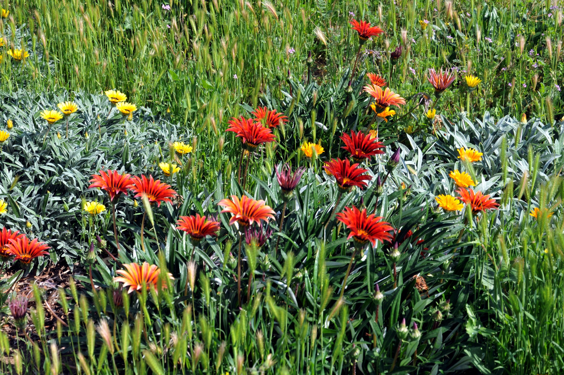 flowers floral field free photo