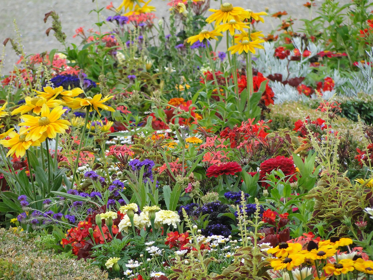 flower field bloom colorful free photo