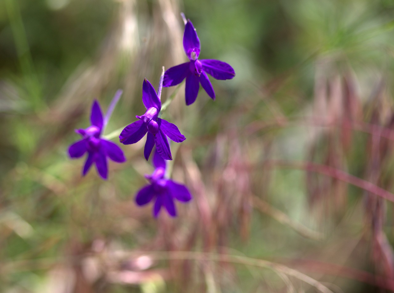 flower field blue wild free photo