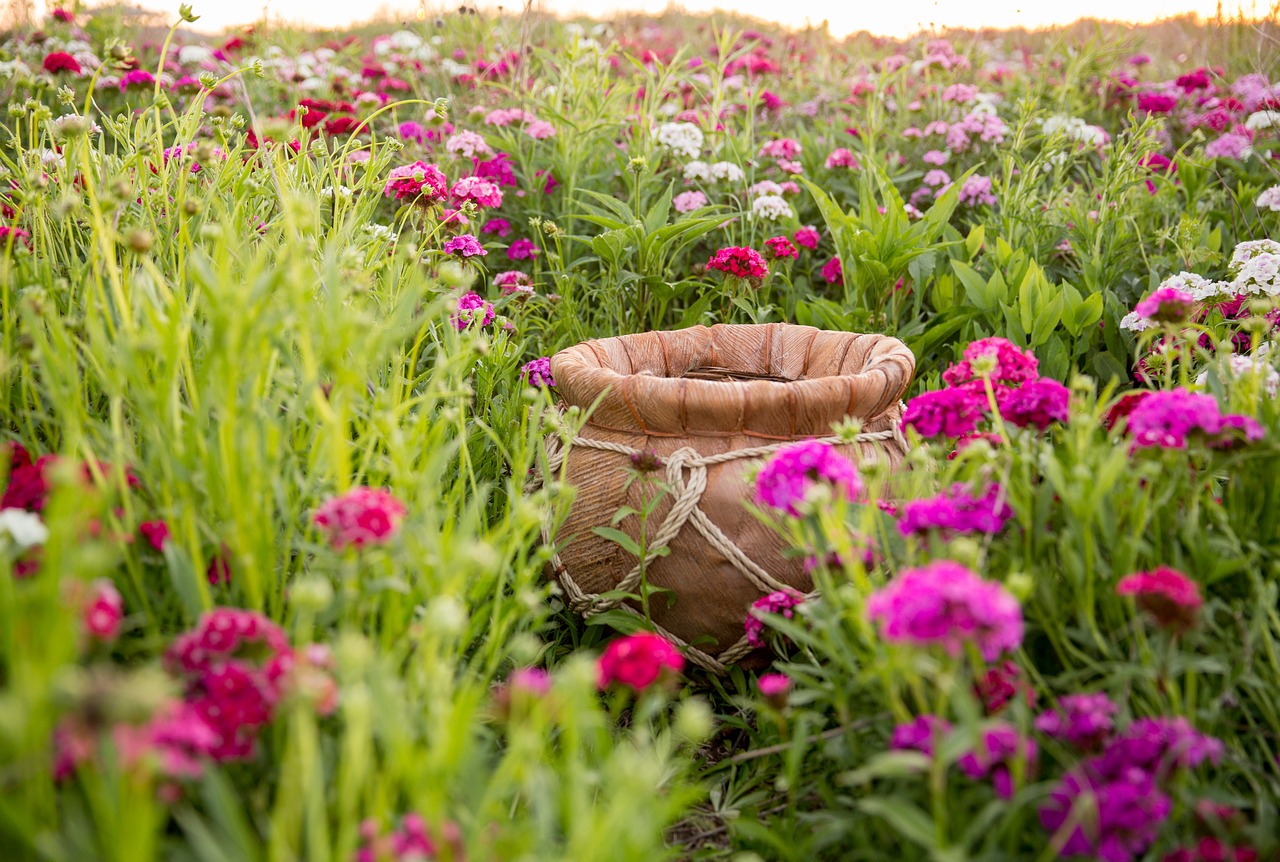 flower field bucket baby free photo