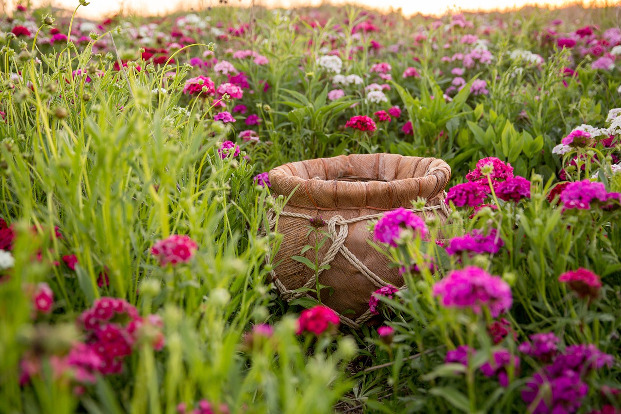 flower field bucket baby free photo