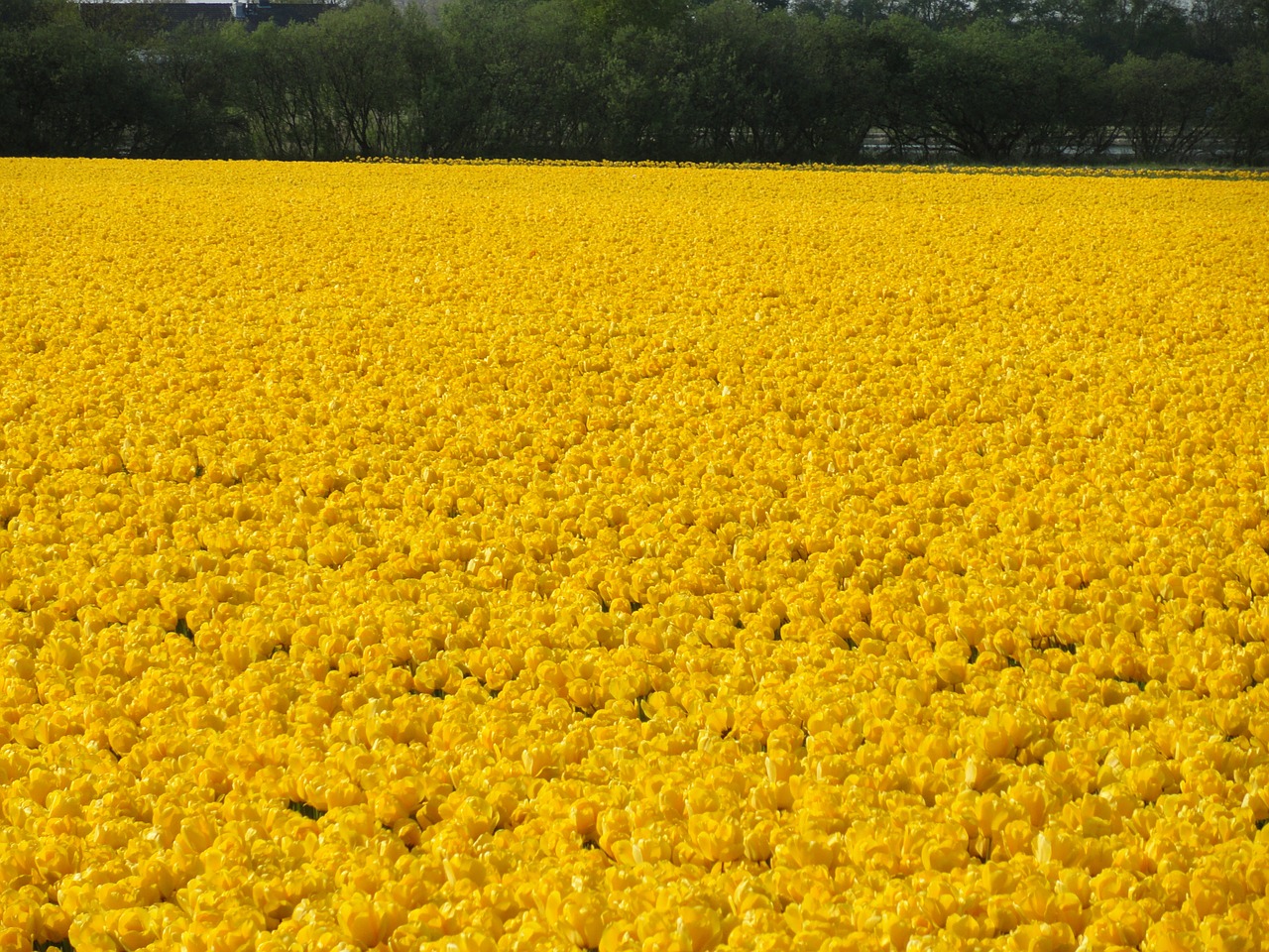 flower field yellow tulips free photo