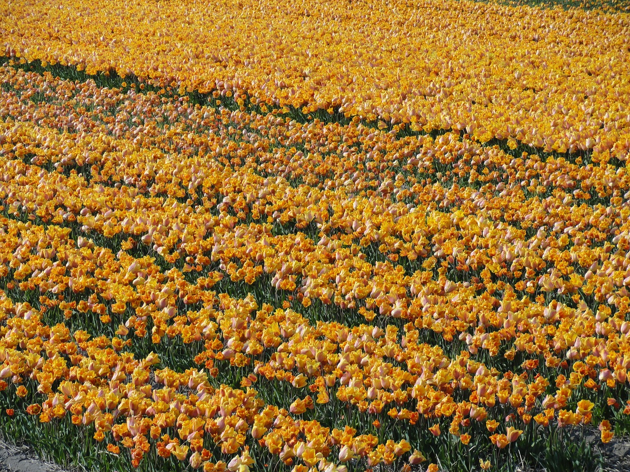 flower field tulips spring blooms free photo