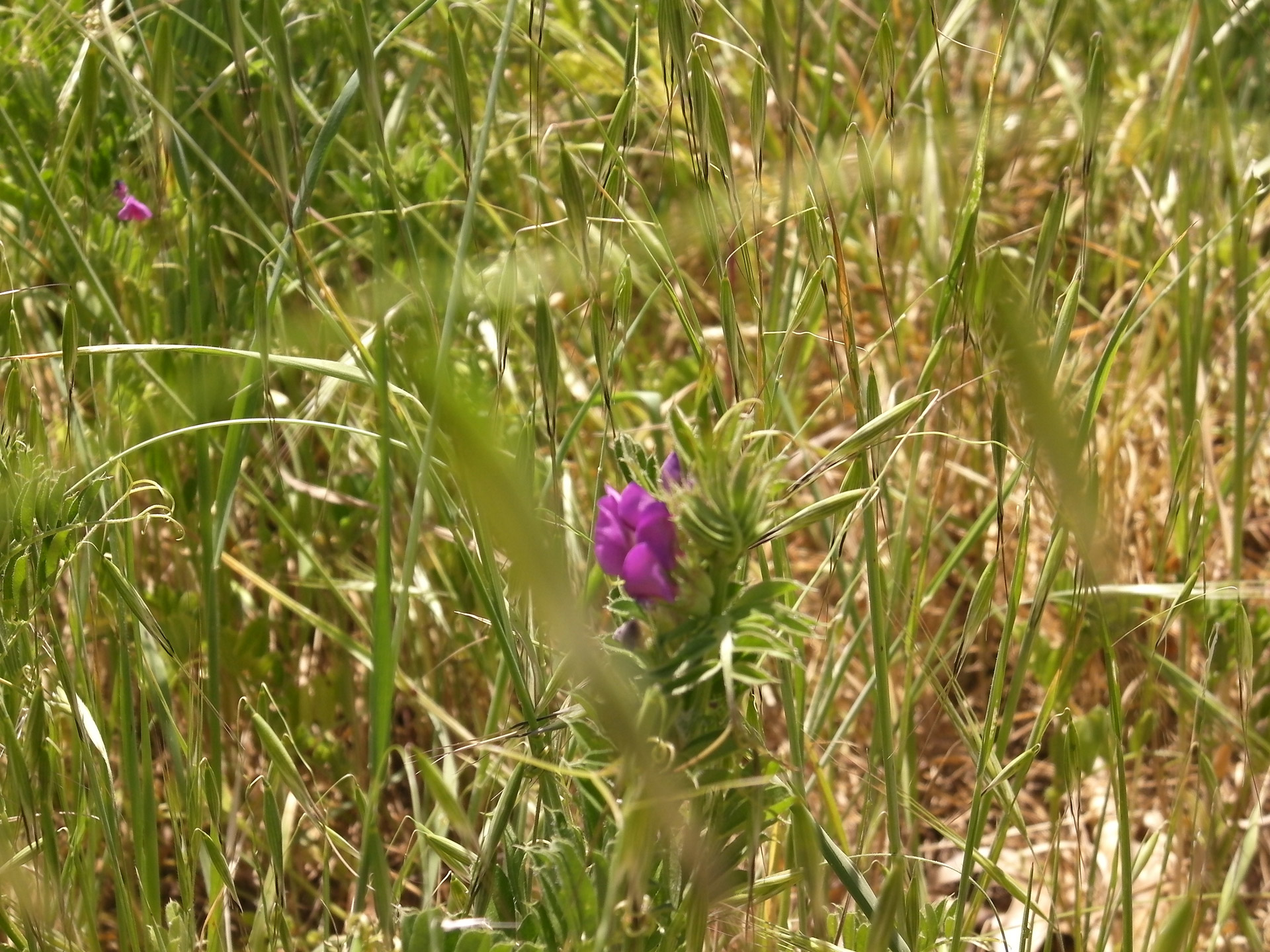 flowers greenery seasons free photo