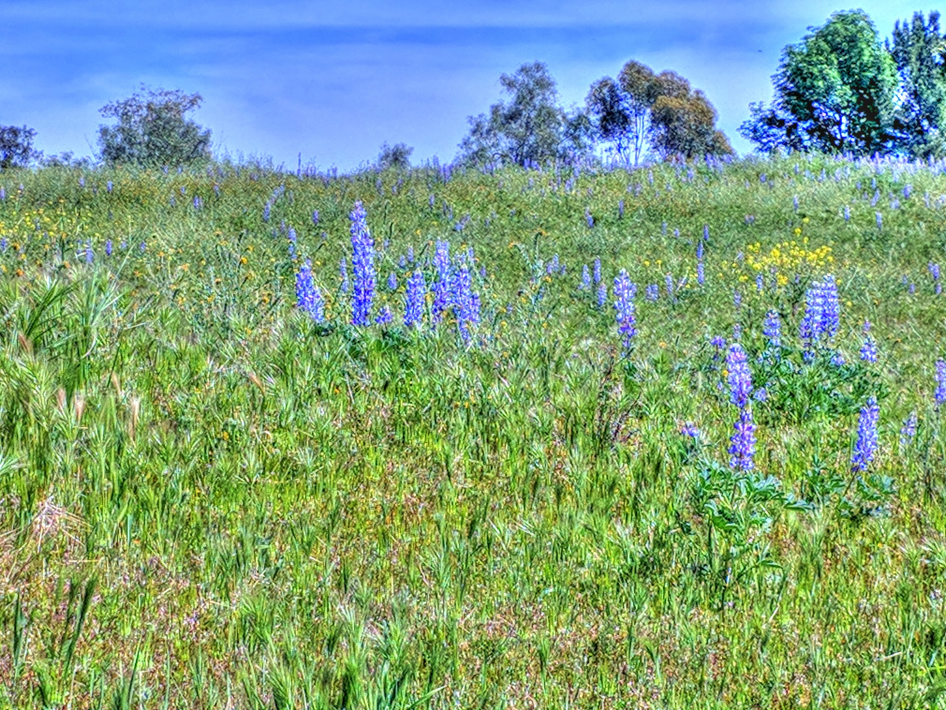 flower flowers fields free photo