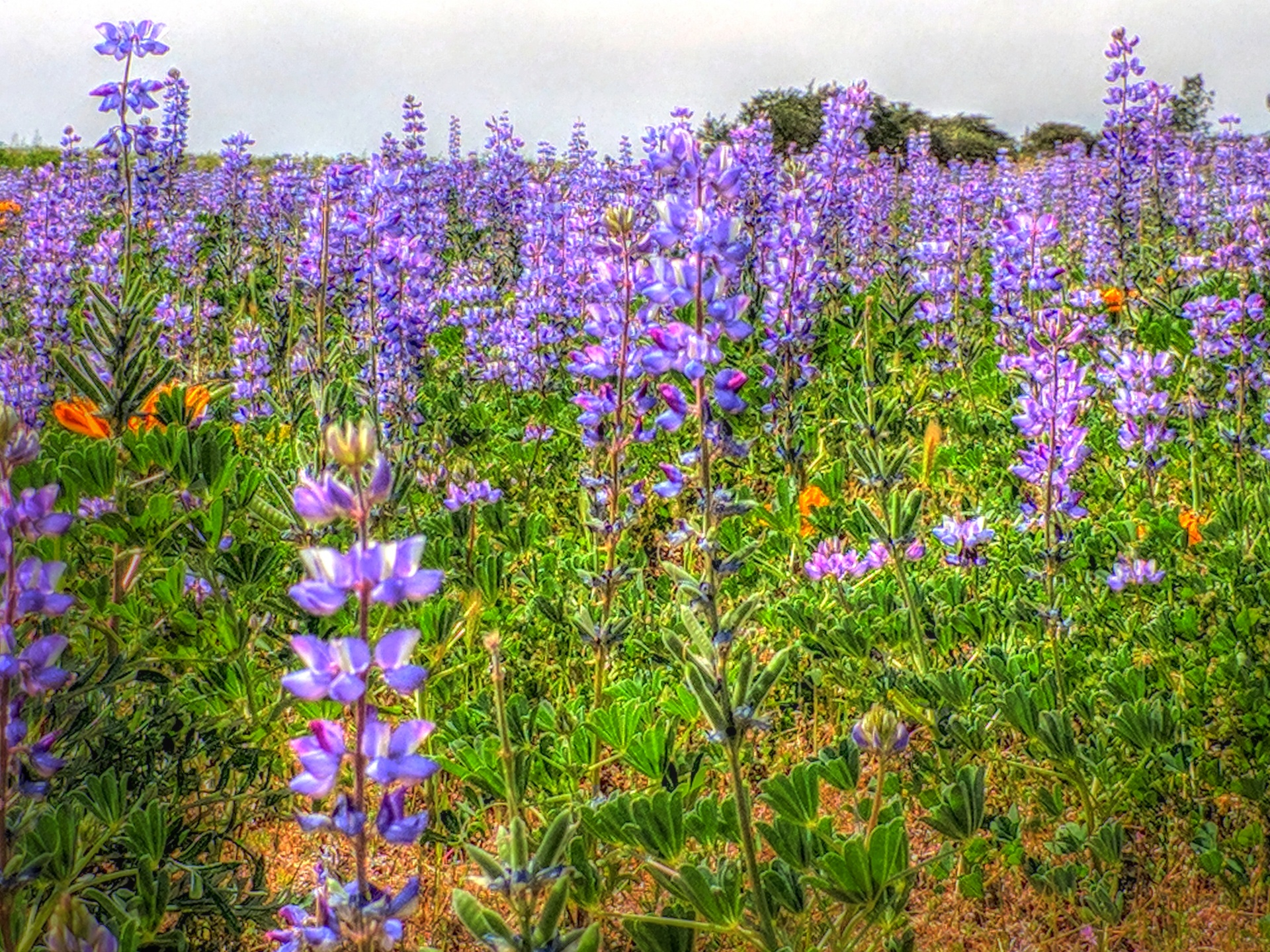 flower flowers fields free photo