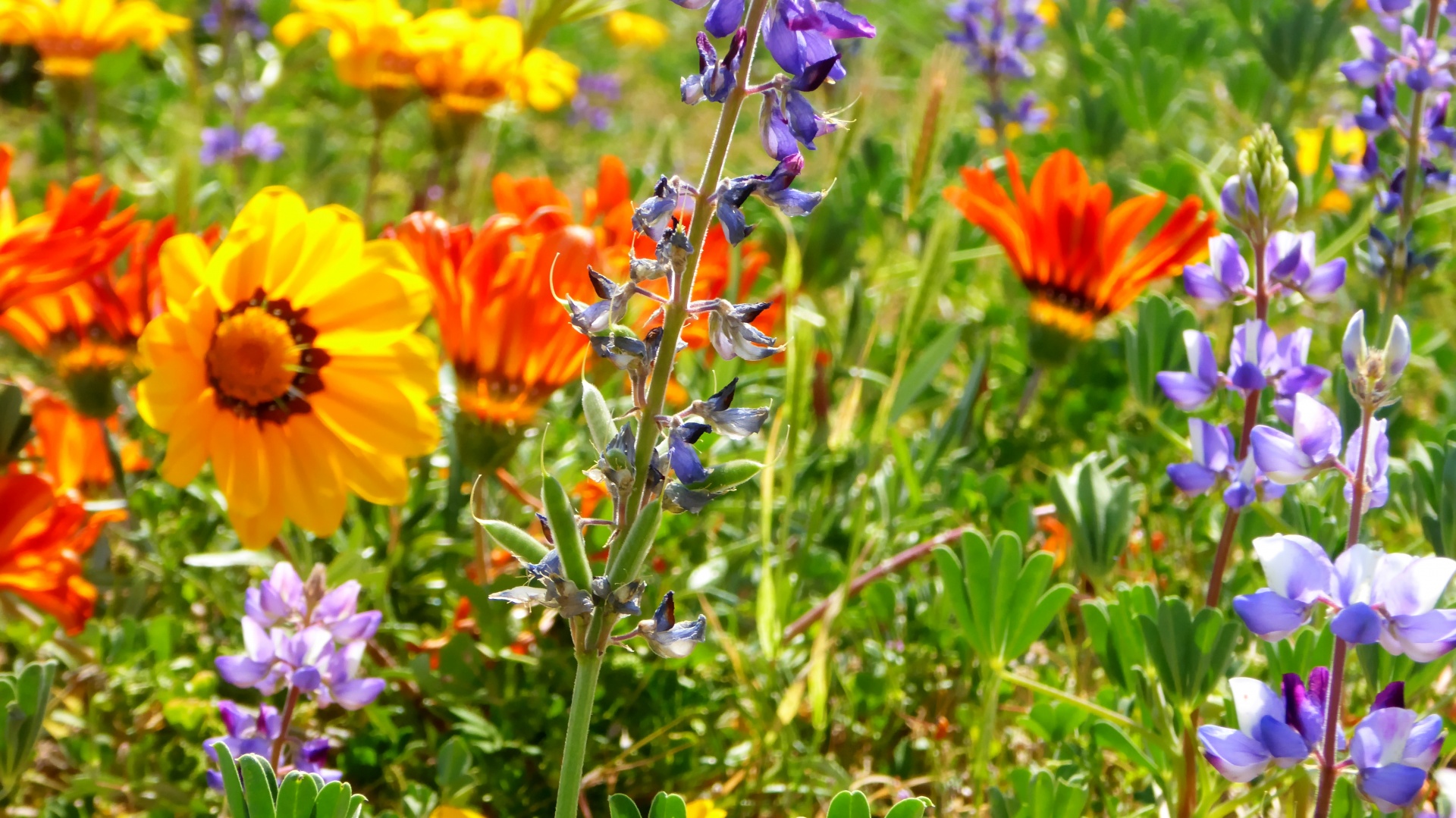 flower flowers fields free photo