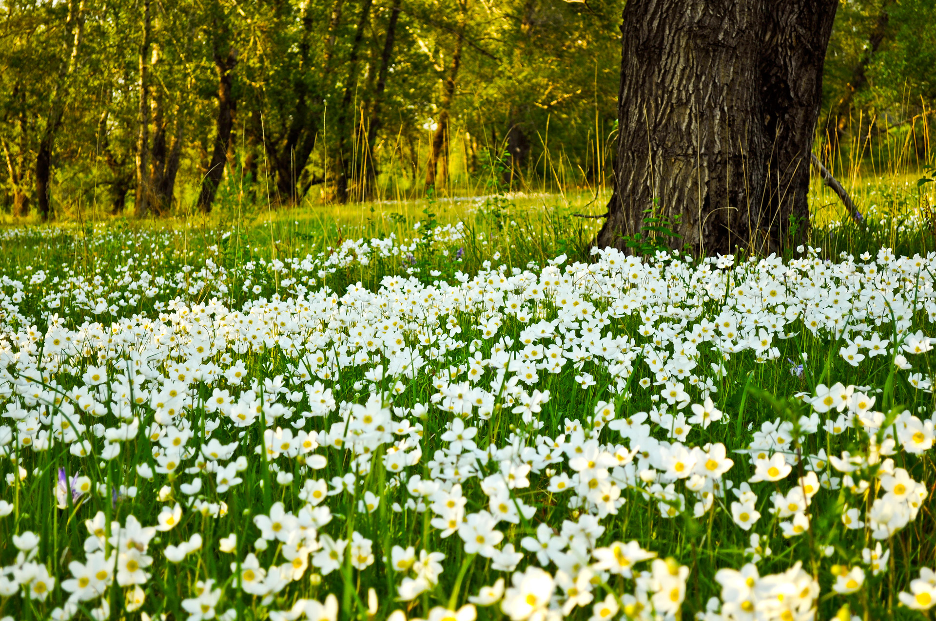 forest flowers plants free photo