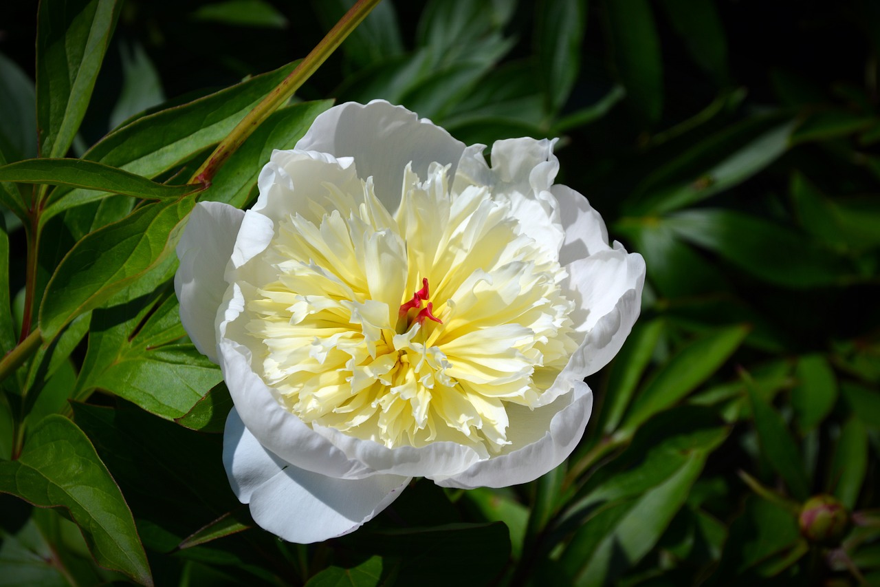 flower flower close white free photo