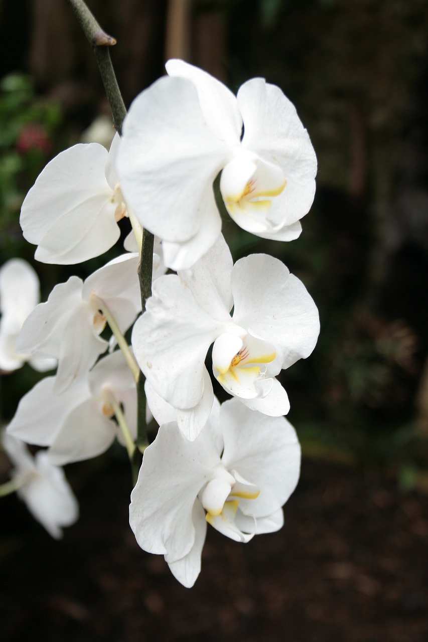 orchid flower white free photo