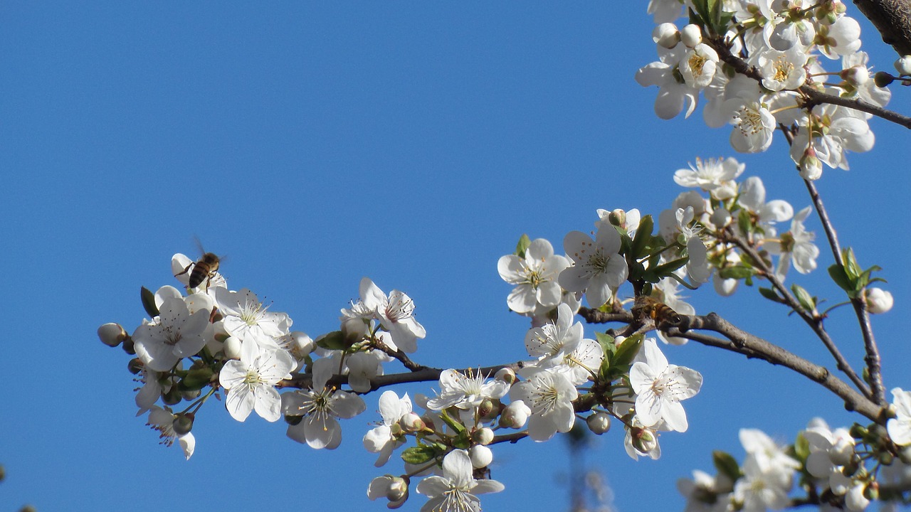 flower flowers  nature  sky free photo