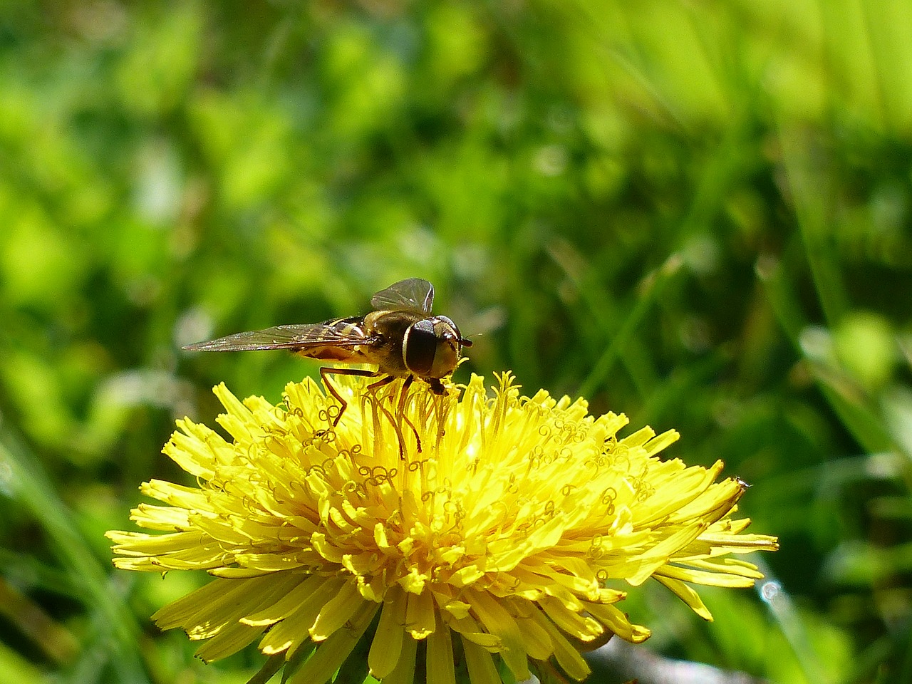 flower fly hoverfly syrphid fly free photo