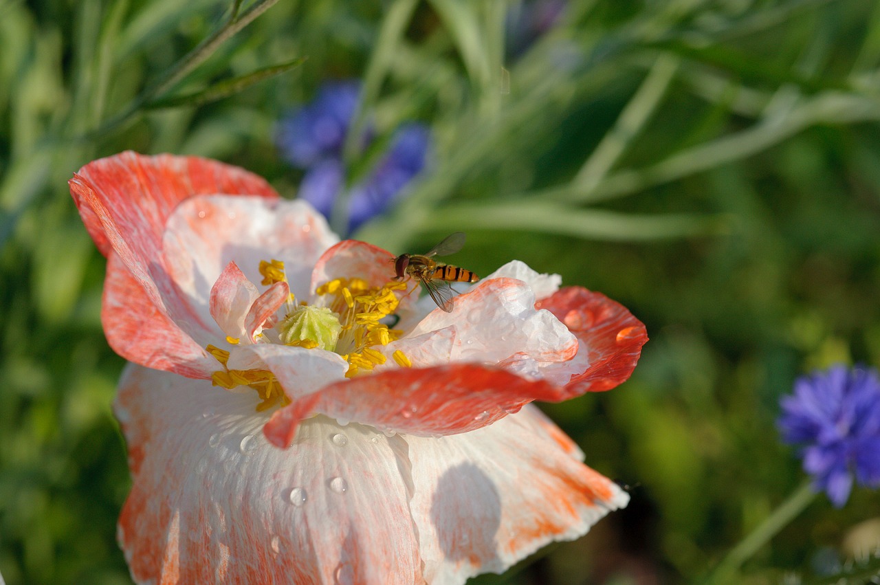 flower fly nature summer free photo