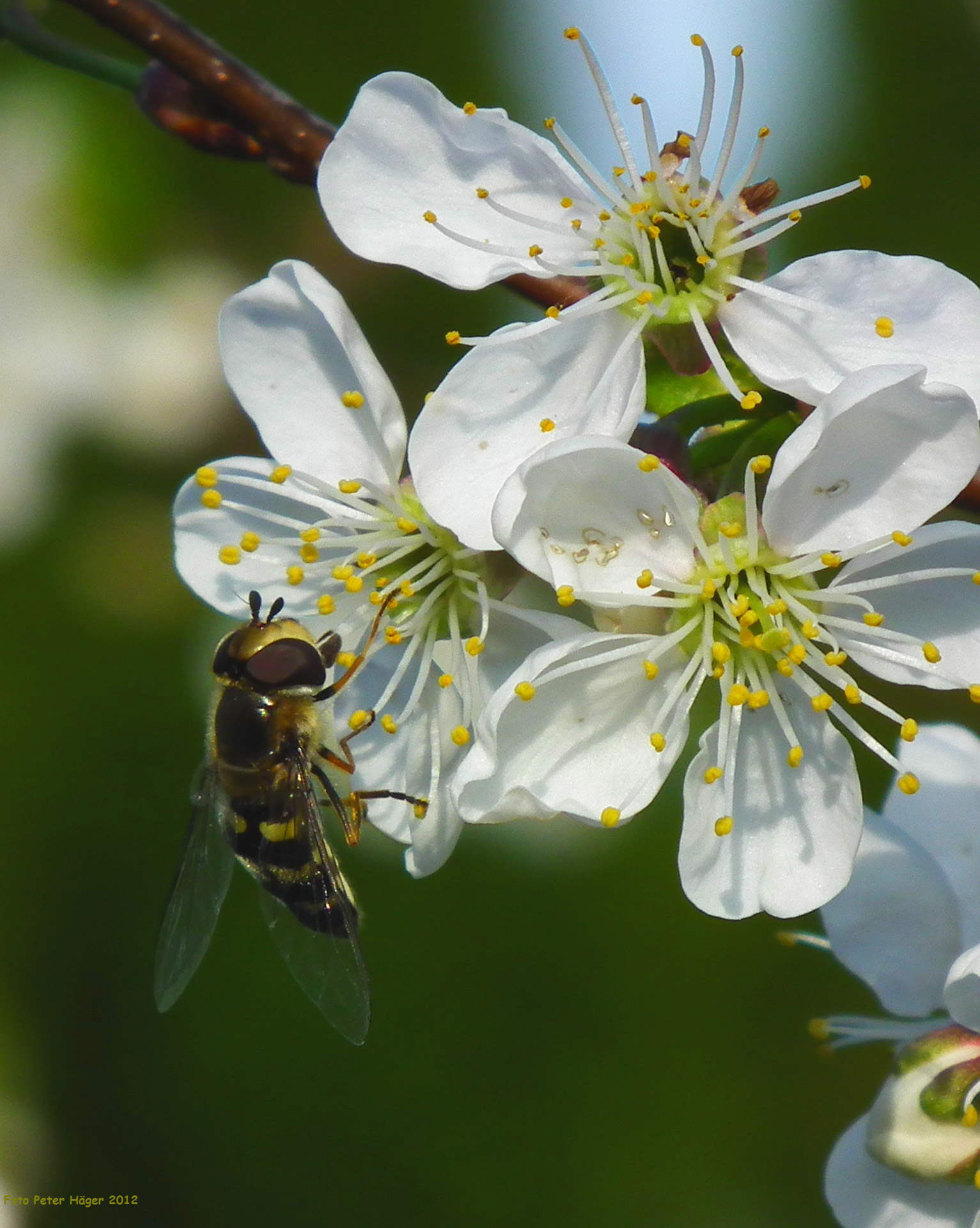 flower fly cherry trees blooming free photo