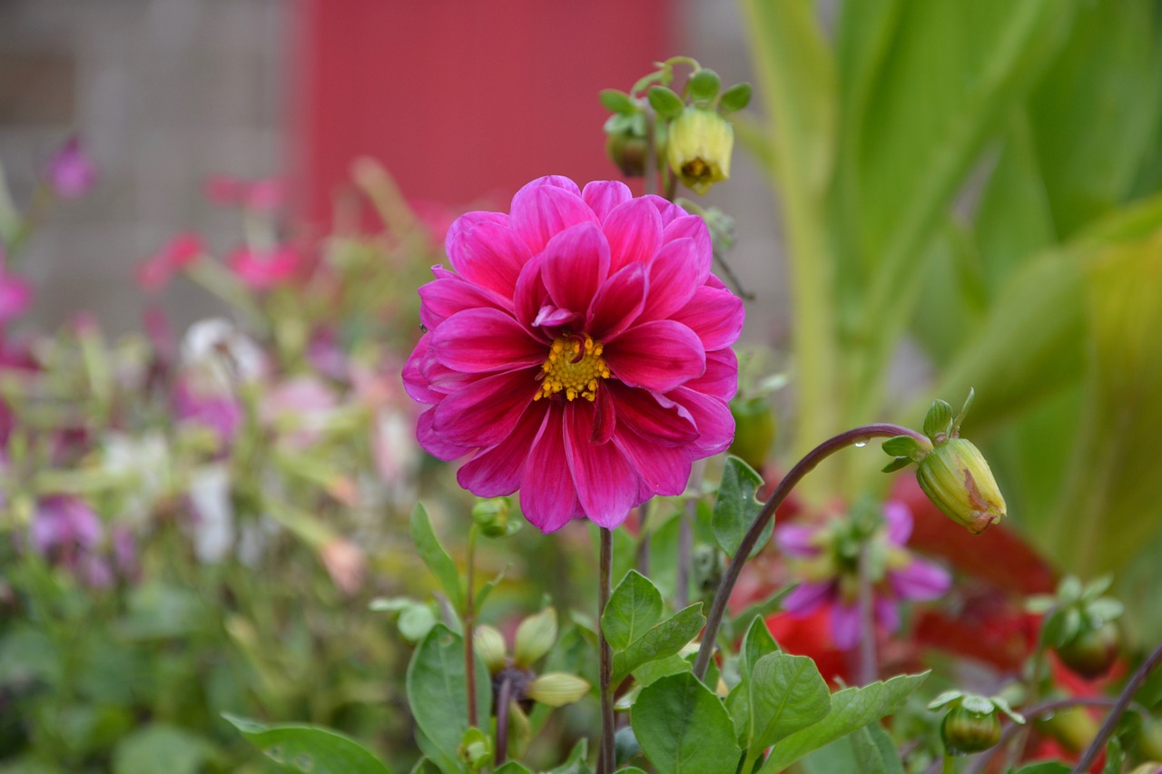 flower fuchsia pink dahlia petals free photo