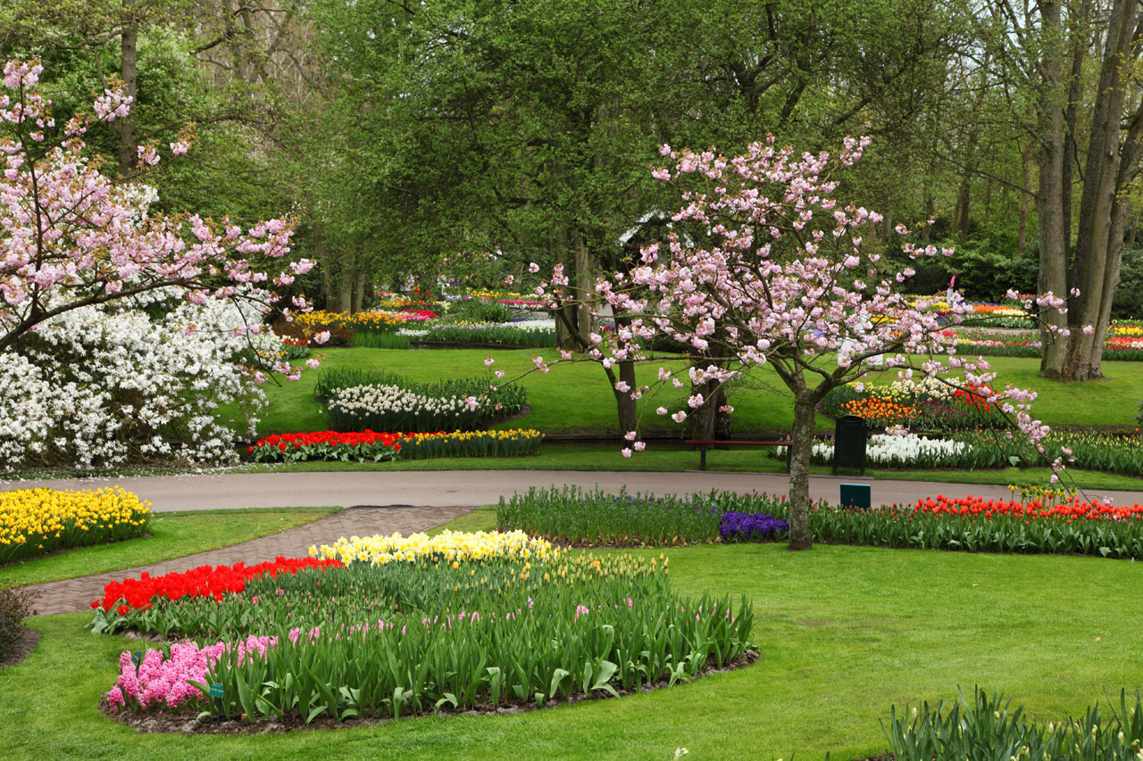 blossom trees color free photo