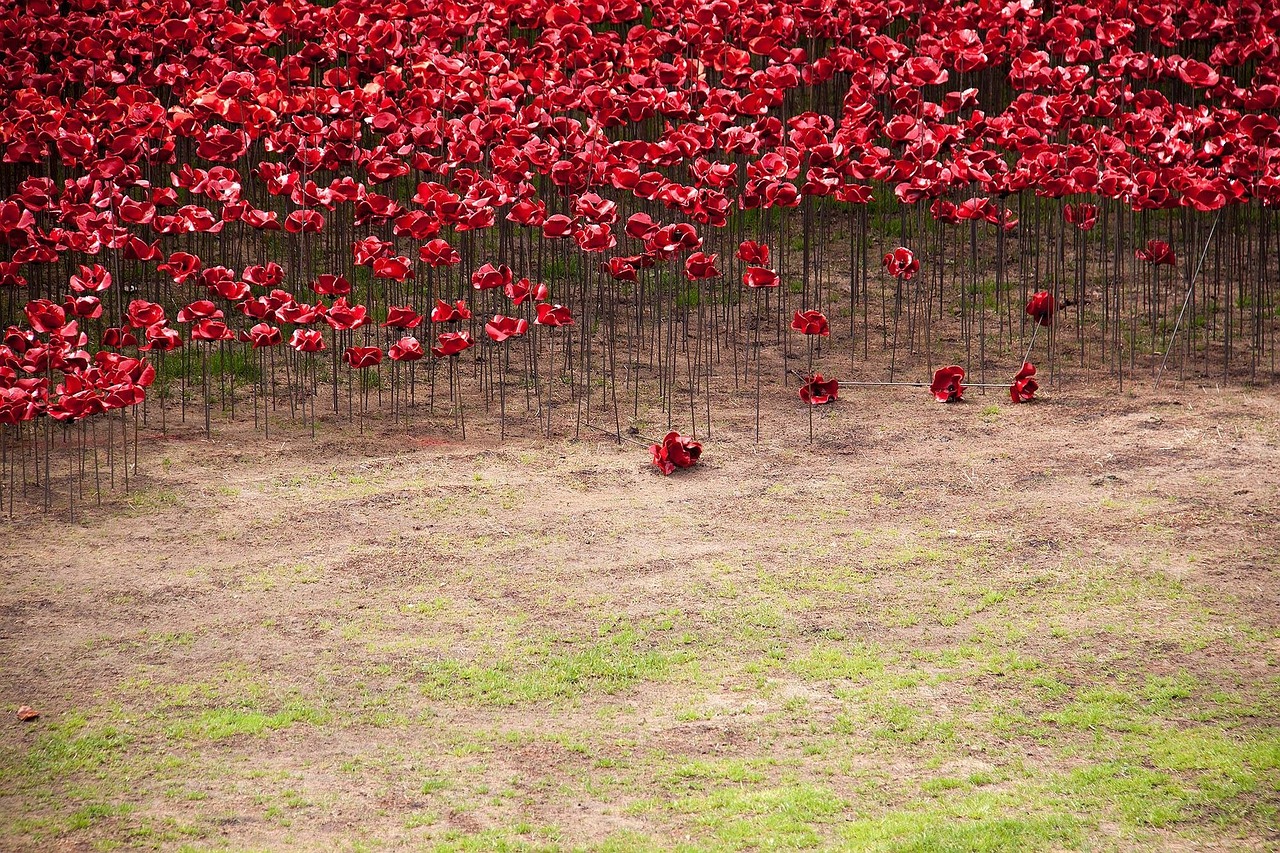 flower garden red garden free photo