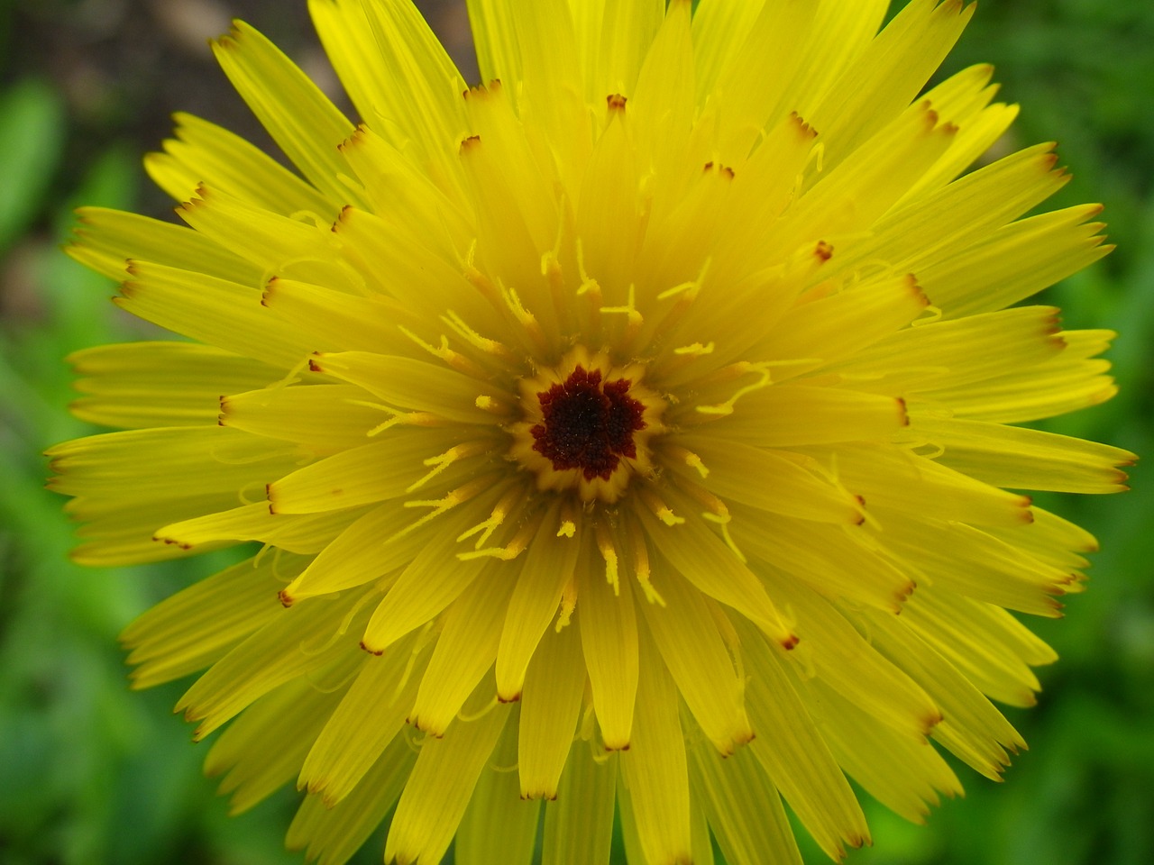 flower garden macro yellow free photo