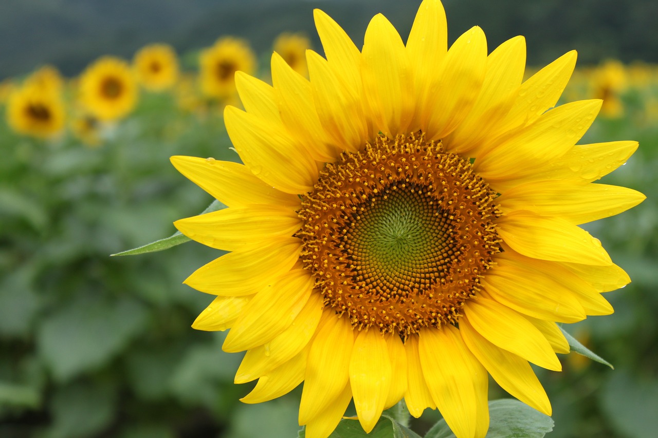 flower garden sunflower yellow free photo